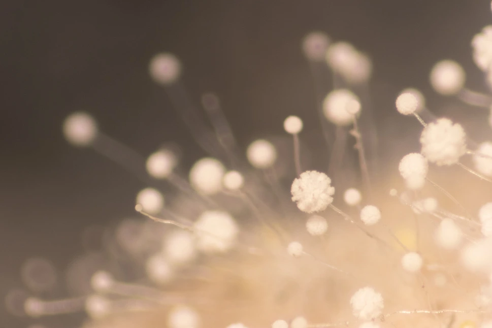 【試薬ダイレクト会員さま限定】カビ毒 今昔物語