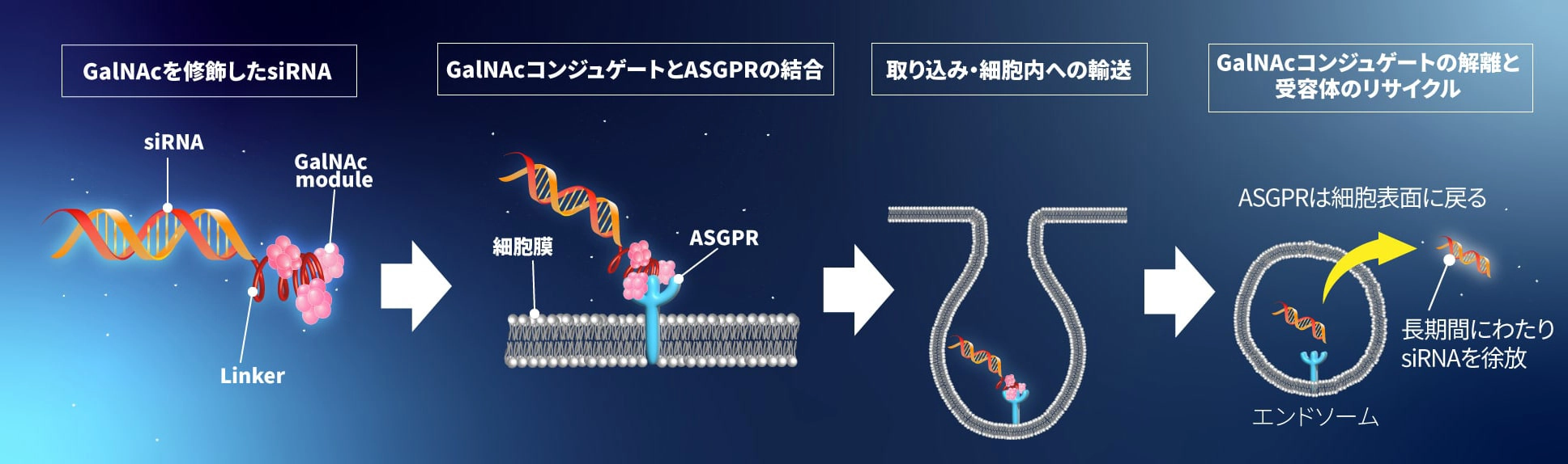 GalNAcコンジュゲート siRNAのアシアロ糖タンパク質受容体を介したエンドサイトーシスの模式図